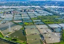 白籽下塘前后的工作要點